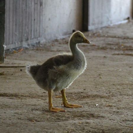 Societa Agricola La Staccionata Villa Staranzano Bagian luar foto
