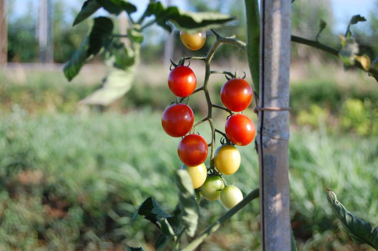 Societa Agricola La Staccionata Villa Staranzano Bagian luar foto